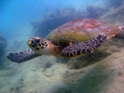 Koh Sak turtle Koh Sak turtle